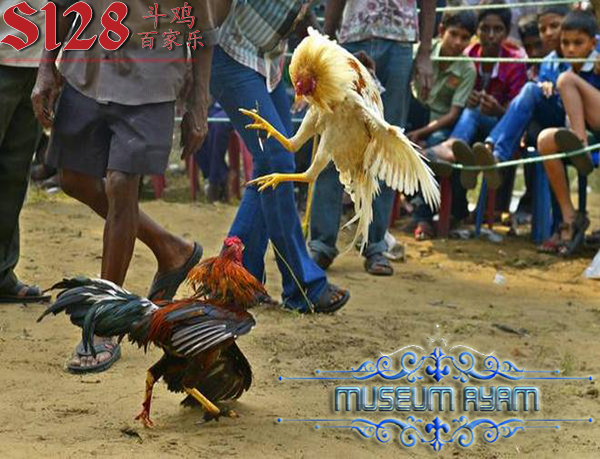 Keunggulan Ayam Bangkok Teknik Brakot Dalam Arena Sabung Ayam