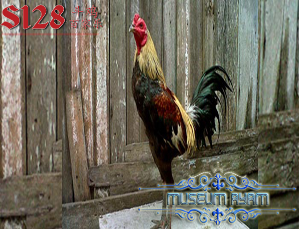 Mengenal Ayam Aduan Birma Myanmar Yang Populer