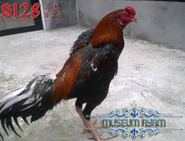 Membesarkan Dan Mengeraskan Badan Ayam Bangkok Asli