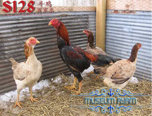 3 Cara Untuk Membuat Ayam Aduan Ganas Dan Agresif